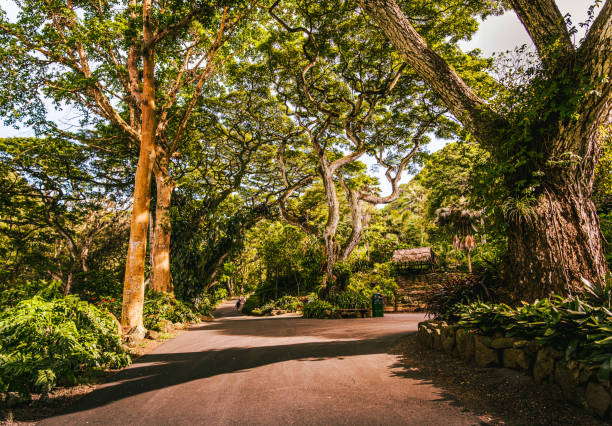 Day view of footpath in garden on Oahu, Hawaii, with large shaped trees on both side during day