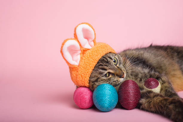 istock Easter Bunny. Tabby cat with bunny ears and easter eggs on pink background. Funny Easter background. 1974270624