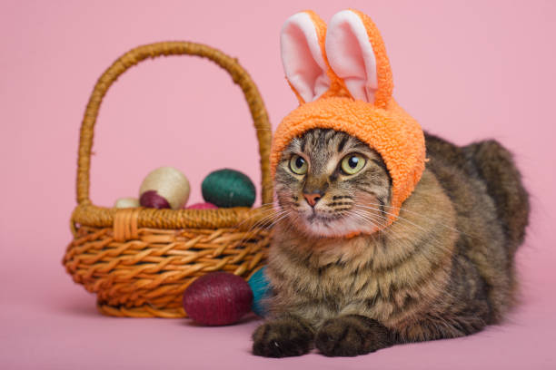istock Easter Bunny. Tabby cat with bunny ears and easter eggs on pink background. Funny Easter background. 1974270626