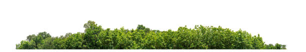istock Green Trees isolated on white background. 1974273271