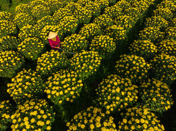 Drone view of florist is taking care chrysanthemum flowers for Tet holiday, Khanh Hoa, central Vietnam