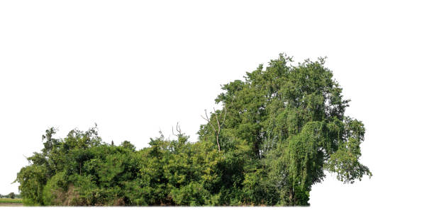 istock A group of rich green trees High resolution on white background. 1974274331