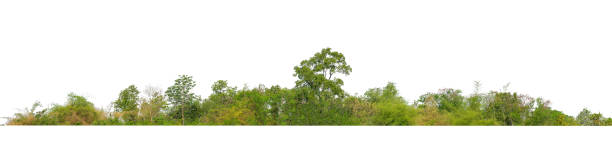 istock Green Trees isolated on white background. 1974276420
