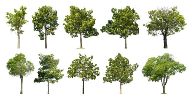 istock Collection tree cut out from original background and replace with white background for easy to selection. 1974276944