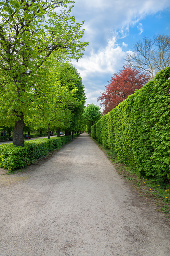 path in city park in early spring in sunny weather. Green fresh foliage on trees. High quality photo