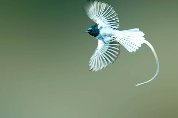 Indian Paradise flycatcher male  bird in action