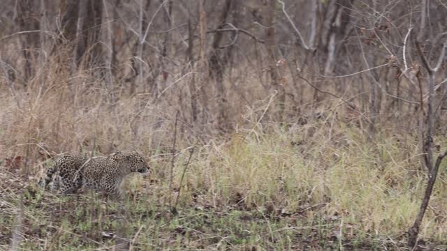 Indian Leopard, Panthera pardus fusca, stalking, big cat, Panna Tiger Reserve, Madhya Pradesh, India