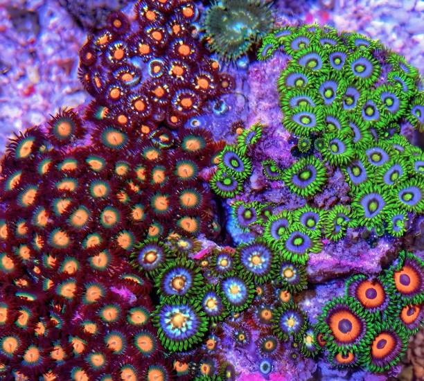 istock Colony of Polyp zoa 1974348084