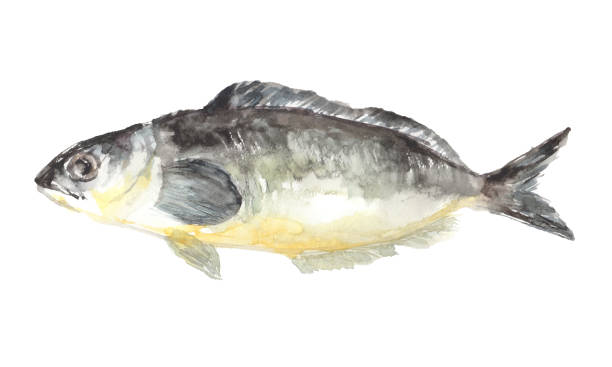 Illustration of dried fish painted in watercolor Illustration of dried fish painted in watercolor sketch restaurant stock illustrations