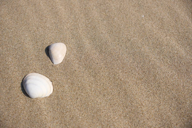 Seashells lined up with wind ripples on the sandy beach.