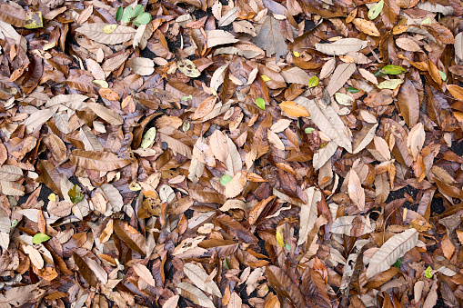 [Texture] Fallen leaves piled up after the rain.