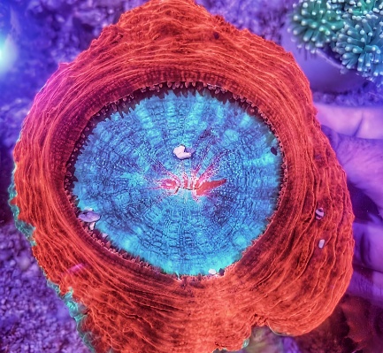 One of my Favorite corals in my SaltWater Aquarium