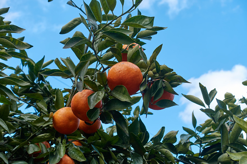 Ripened mandarin oranges against the blue sky.