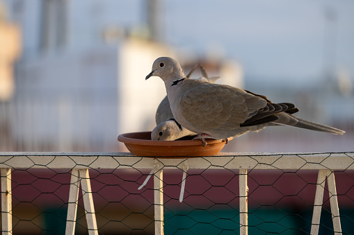 Collared dove eating in city feeder.