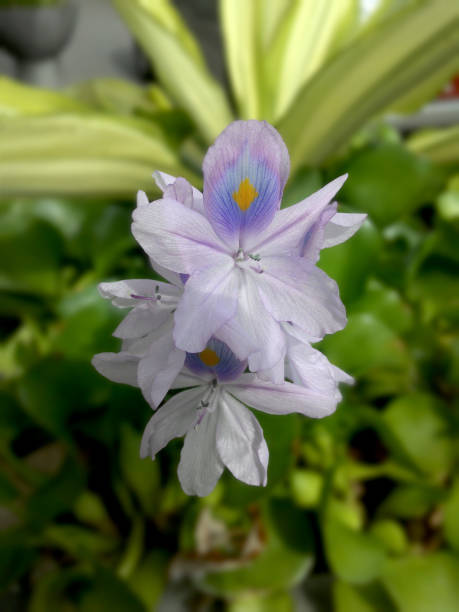 water hyacinth flower (Eichhornia crassipes)