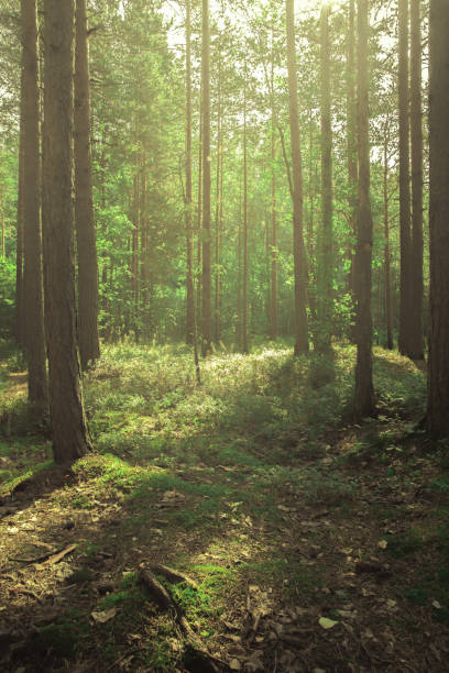 istock beautiful forest scenery with sunlight bursting through the trees 1974393250