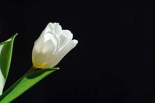 White tulip flower isolated on black background close-up. Side view of beautiful plant. Valentines day, Mothers day, Womens day. Banner. Place for text. Mockup design. Gift certificate. Greeting card.