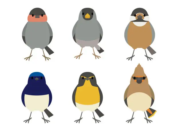 Vector illustration of A set of illustrations of cute deformed wild birds. facing forward.