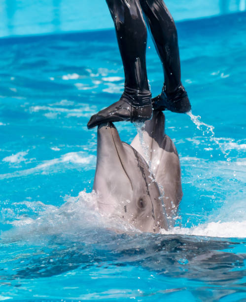 istock A man stands on two dolphins in a pool 1974408441
