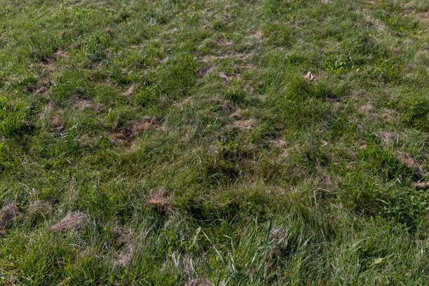 istock field with grass for harvesting fodder for cows 1974408992