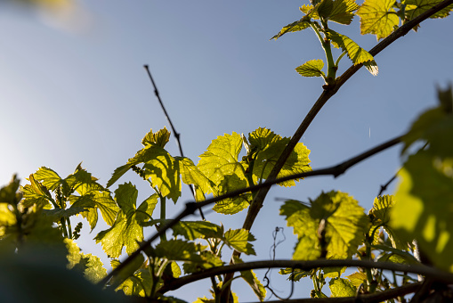 the first beautiful foliage of grapes in close-up against the blue sky, green foliage of grapes in the orchard