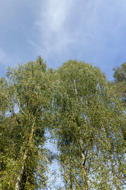 istock yellowing birch foliage in early autumn 1974409552