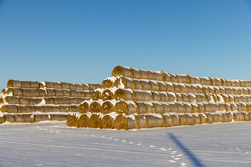 snow-covered straw stacks , winter landscape with straw in stacks after a snowfall, sunny weather