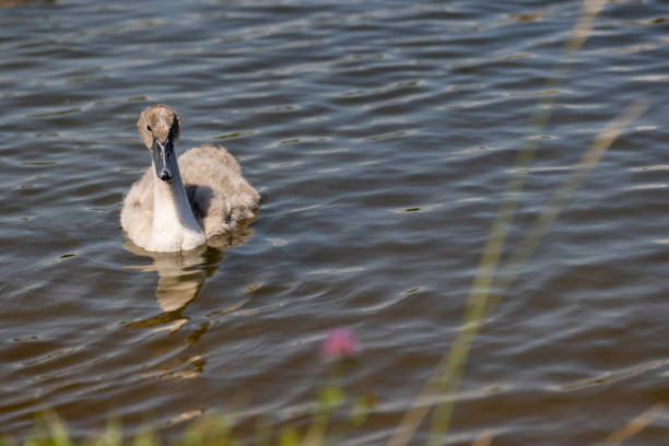 grey chicks of the white sibilant swan with grey down, young small swans with adult swans parents