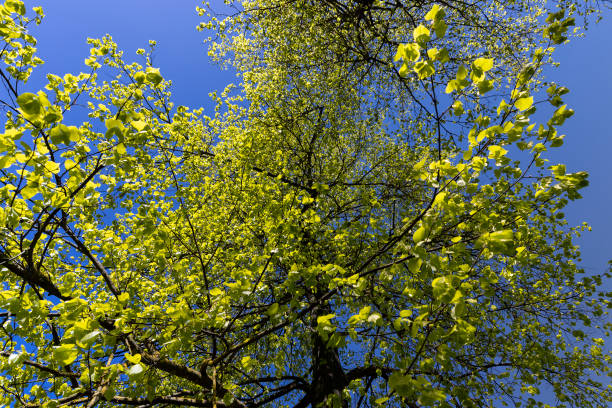 green young foliage of spring lime trees , lime trees during spring growth of green foliage