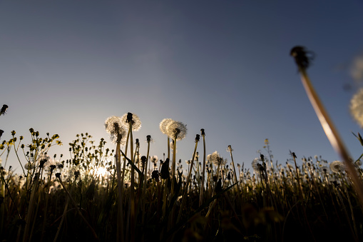 a large number of white dandelions at sunset, a field with white dandelion flowers in the back lighting