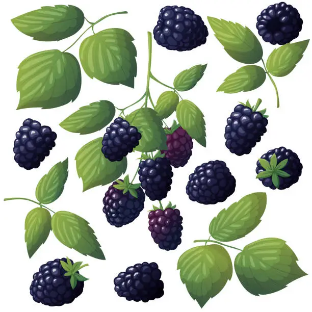 Vector illustration of Set of fresh blackberries. Vector illustration of berries with leaves and isolated on white background. Blackberry on a twig