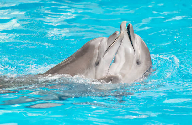 istock Two dolphins swim in the pool 1974443059