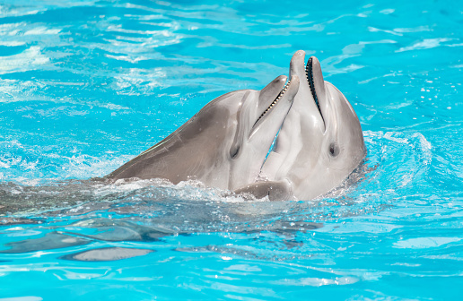 Two bottlenose dolphins or Tursiops truncatus in captivity in a show jumping in an aquarium pool