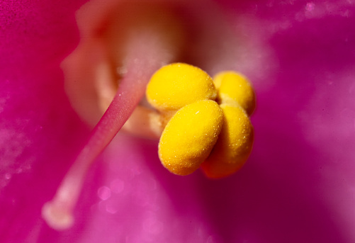 Yellow pollen on a red flower. Macro.
