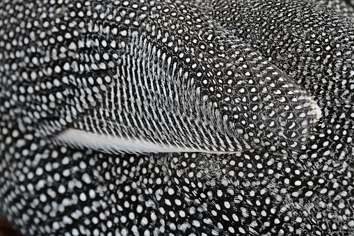 Closeup of feathers on a Helmeted guineafowl