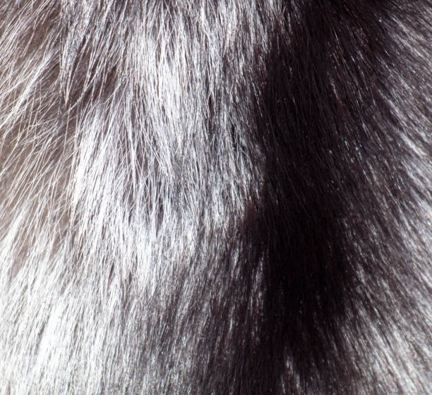 istock Animal fur as an abstract background. Texture 1974458837