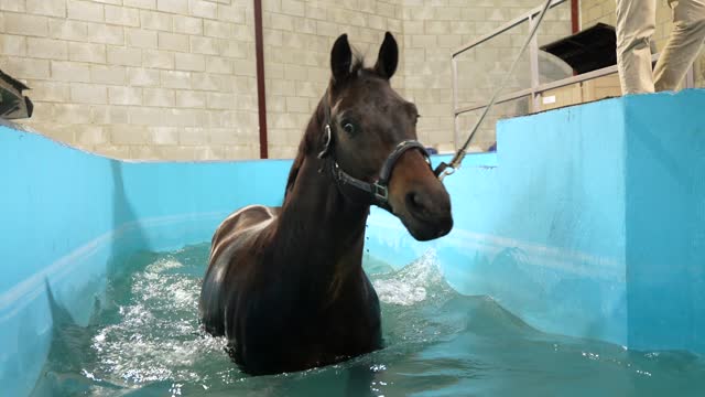 Veterinary holding a horse with rope receiving aqua therapy