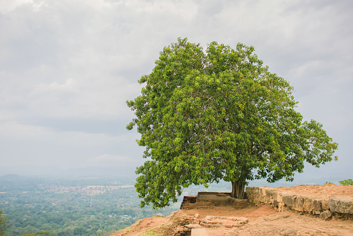 A tree against a blue sky background, photographed at Lion Rock in Sri Lanka.