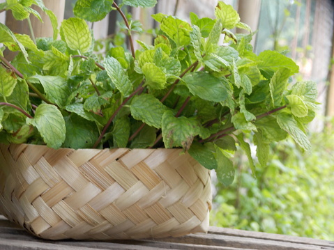 harvest mint leaves in a wicker container. Mint leaves contain a high concentration of Vitamin A, they repair and strengthen skin tissue. Mint is also known as a substance that can soothe acne-prone skin.