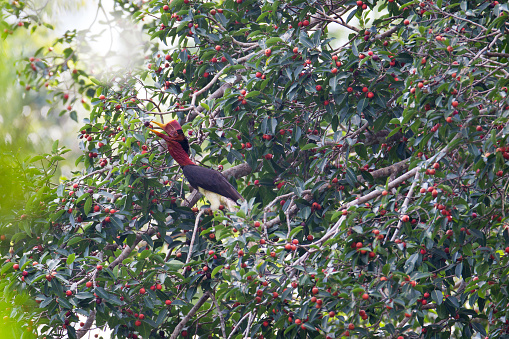 The male Helmeted Hornbill stand in beautiful banyan tree