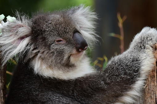 A sleeping Koala resting in a gum tree.