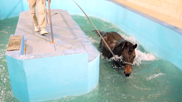 Horse during a hydrotherapy on a water treadmill