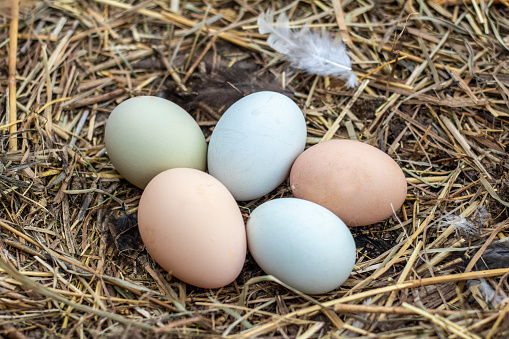 Chicken eggs in a bird's nest, fresh village eggs on a farm