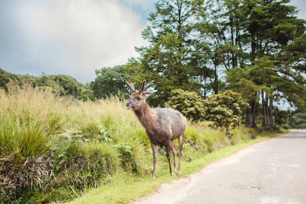 istock Deer grazing on the roadside 1974480618