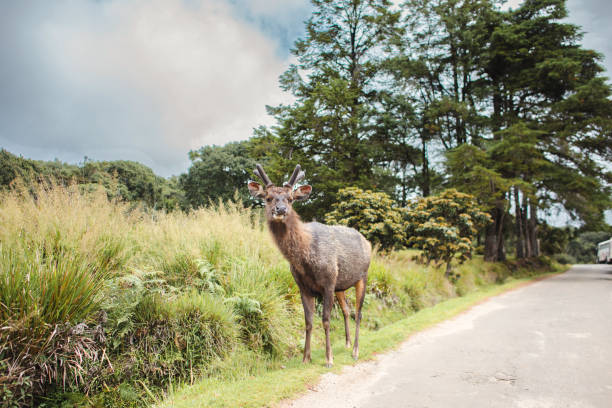 istock Deer grazing on the roadside 1974480619