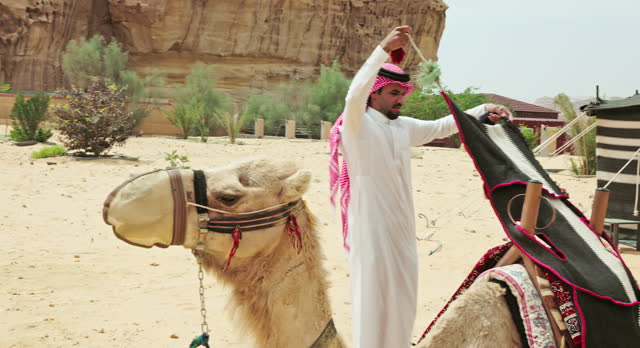 Young Saudi man preparing camel for riding in Al-Ula desert