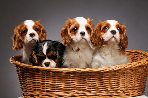 Cute dog studio portrait. Three Cavalier King Charles Spaniel puppy. standing in basket on gray background\nThree Blenheim (chestnut and white)and  tricolour (black/white/tan) Tricolor.