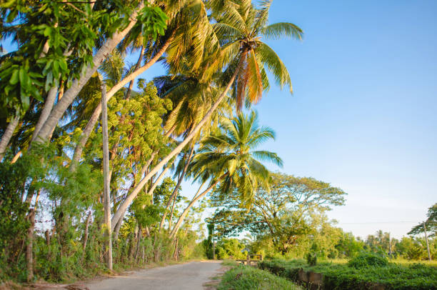 istock Coconut trees on the path and roadside 1974498625