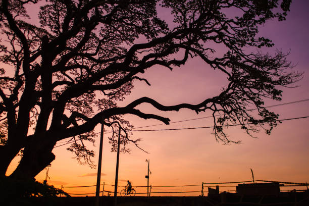 The silhouette of a big tree under the sunset