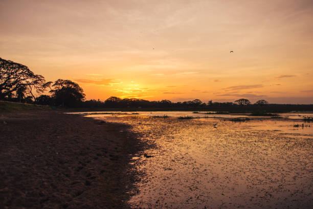 A wetland park under the sunset